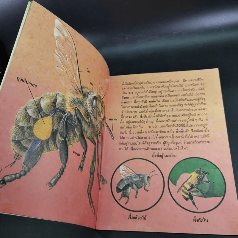 หนังสือเสริมความรู้ชุดธรรมชาติสัตว์ ผึ้งแสนขยัน รูปที่ 9