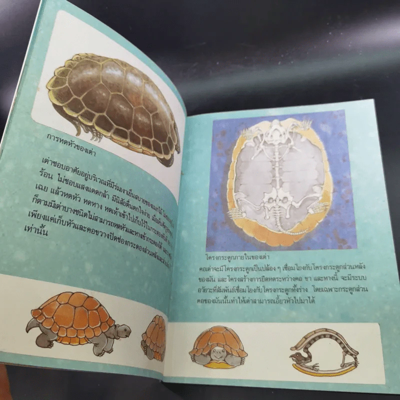 หนังสือเสริมความรู้ชุดธรรมชาติสัตว์ เต่าหลังตุง รูปที่ 10