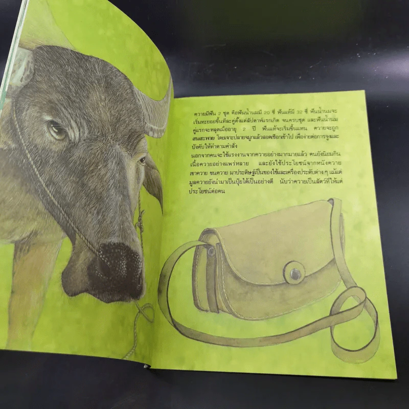 หนังสือเสริมความรู้ชุดธรรมชาติสัตว์ ควายใจบุญ รูปที่ 10