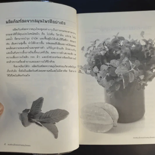 ลดเลือนริ้วรอยด้วยสมุนไพรสด รูปที่ 12
