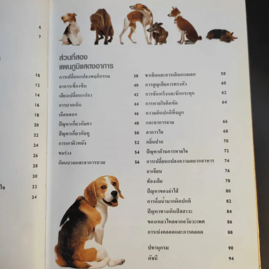 หมาของฉันเป็นอะไร What's up with my Dog? รูปที่ 11