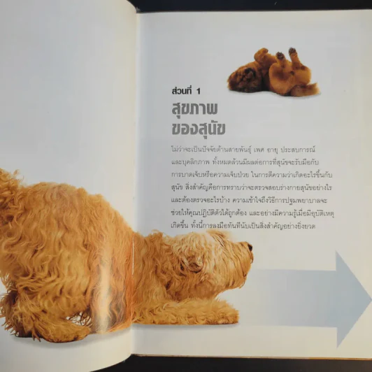 หมาของฉันเป็นอะไร What's up with my Dog? รูปที่ 13