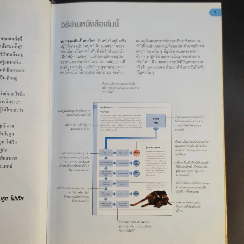 หมาของฉันเป็นอะไร What's up with my Dog? รูปที่ 12