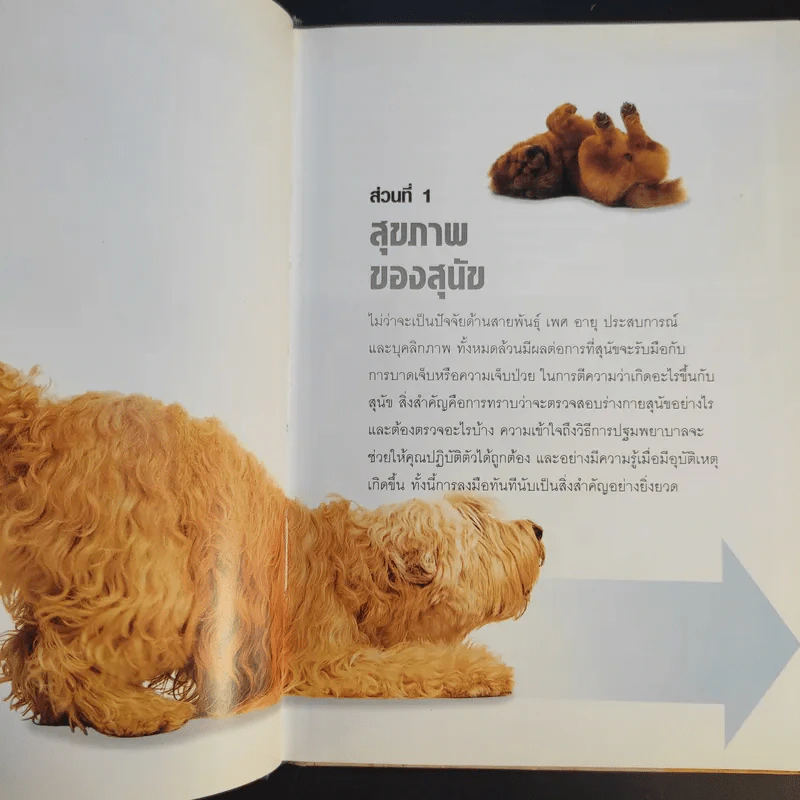หมาของฉันเป็นอะไร What's up with my Dog? รูปที่ 13