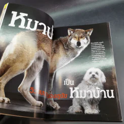 National Geographic ปีที่ 1 ฉบับที่ 6 ม.ค.2545 หมาป่าสู่หมาบ้าน รูปที่ 11