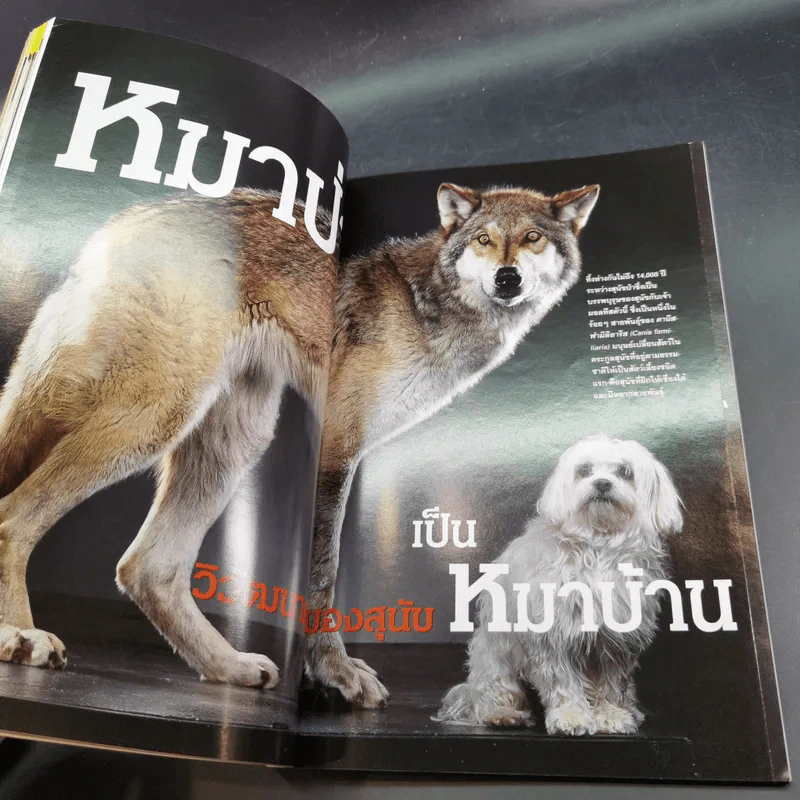 National Geographic ปีที่ 1 ฉบับที่ 6 ม.ค.2545 หมาป่าสู่หมาบ้าน รูปที่ 11