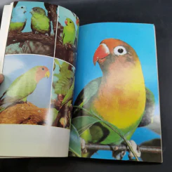 นกเลิฟเบิร์ด Lovebirds - พิมพ์กานต์ เหลืองทองคำ รูปที่ 12