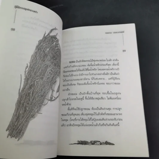 คู่มือการปลูกผักสวนครัว เล่ม 1 - เจนธรรม นำกระบวนยุทธ์ รูปที่ 15
