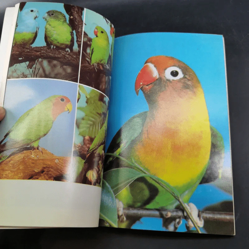 นกเลิฟเบิร์ด Lovebirds - พิมพ์กานต์ เหลืองทองคำ รูปที่ 12