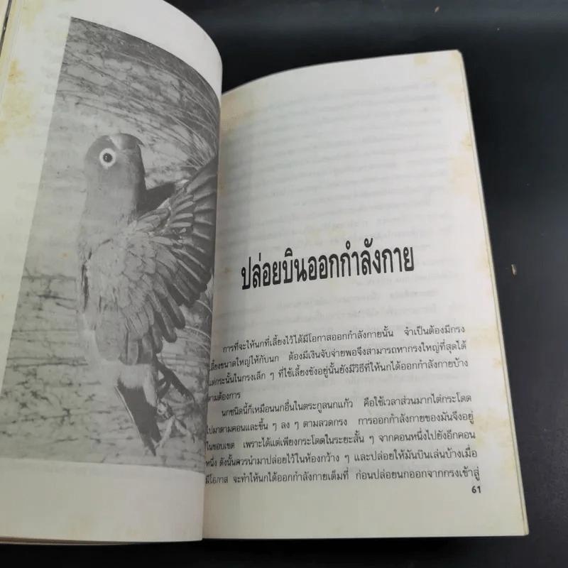 นกเลิฟเบิร์ด Lovebirds - พิมพ์กานต์ เหลืองทองคำ รูปที่ 13