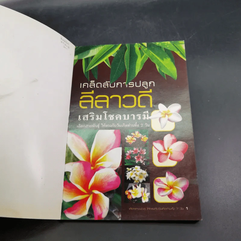 เคล็ดลับการปลูกลีลาวดี เสริมโชคบารมี เลือกสายพันธุ์ ให้ตรงกับวันเกิดของท่านทั้ง 7 วัน - ณญ ณัฐจักร์ รูปที่ 8