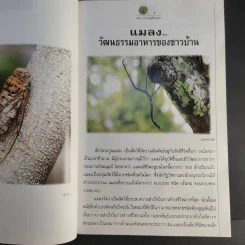 แมลง อาหารมนุษย์ในอนาคต รูปที่ 12