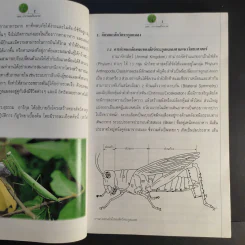 แมลง อาหารมนุษย์ในอนาคต รูปที่ 13