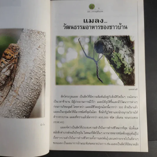 แมลง อาหารมนุษย์ในอนาคต รูปที่ 12