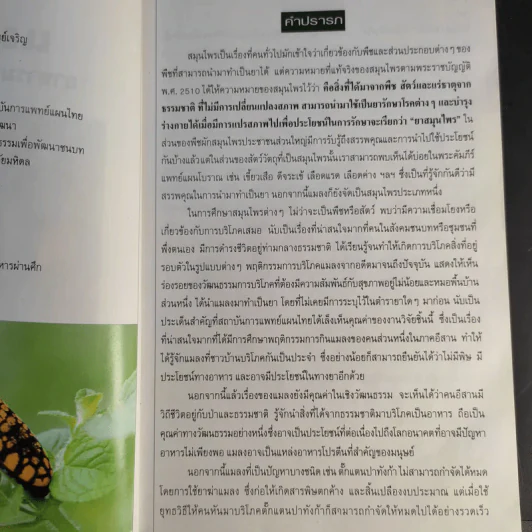 แมลง อาหารมนุษย์ในอนาคต รูปที่ 9