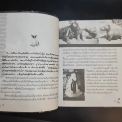 ชิวาวา Chihuahua - แพทย์หญิงจินตนา คงทวีกุล รูปที่ 12