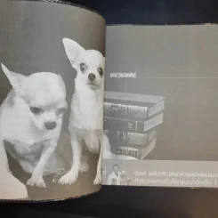 ชิวาวา Chihuahua - แพทย์หญิงจินตนา คงทวีกุล รูปที่ 13