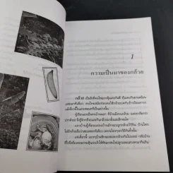 กล้วย - อภิสิทธิ์ วิริยานนท์ รูปที่ 14