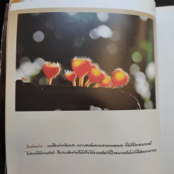Basic Dramatic Photo for Beginner พื้นฐานการถ่ายภาพมีชีวิตเชิงปฏิบัติ - ไม้หลัก รูปที่ 19