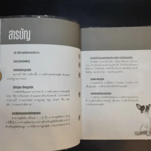 ชิวาวา Chihuahua - แพทย์หญิงจินตนา คงทวีกุล รูปที่ 11