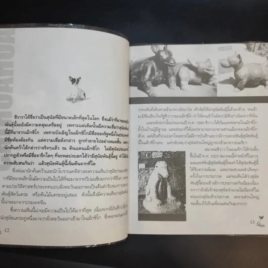 ชิวาวา Chihuahua - แพทย์หญิงจินตนา คงทวีกุล รูปที่ 12