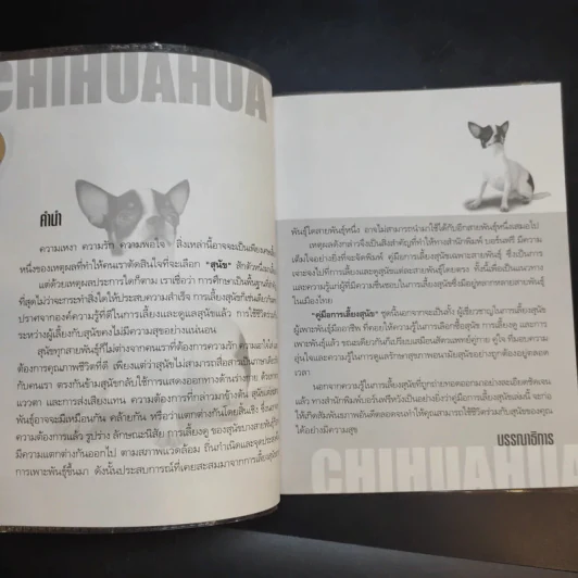 ชิวาวา Chihuahua - แพทย์หญิงจินตนา คงทวีกุล รูปที่ 10