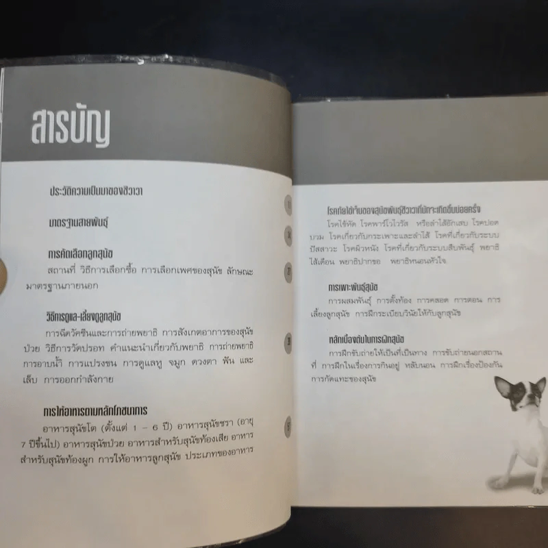 ชิวาวา Chihuahua - แพทย์หญิงจินตนา คงทวีกุล รูปที่ 11