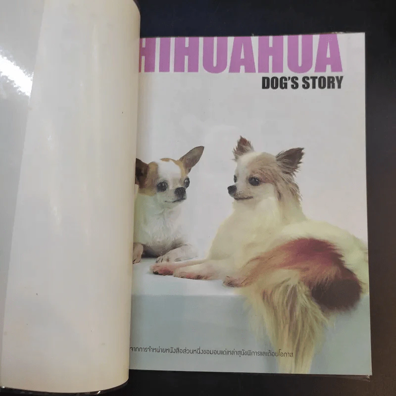 ชิวาวา Chihuahua - แพทย์หญิงจินตนา คงทวีกุล รูปที่ 8