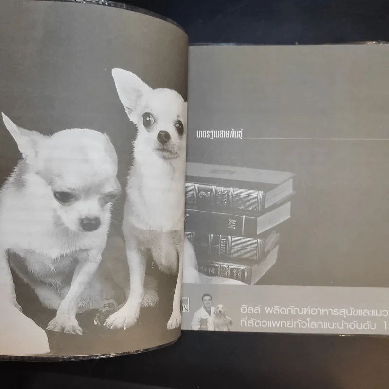 ชิวาวา Chihuahua - แพทย์หญิงจินตนา คงทวีกุล รูปที่ 13