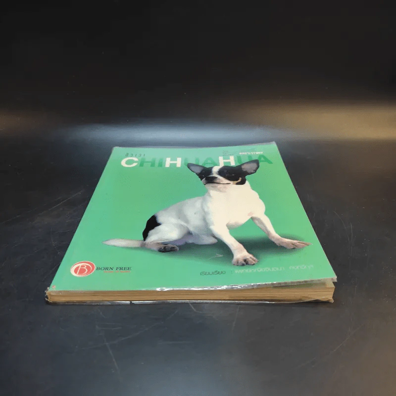 ชิวาวา Chihuahua - แพทย์หญิงจินตนา คงทวีกุล รูปที่ 4