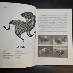 ครบเครื่องเรื่องปลาทอง รูปที่ 11