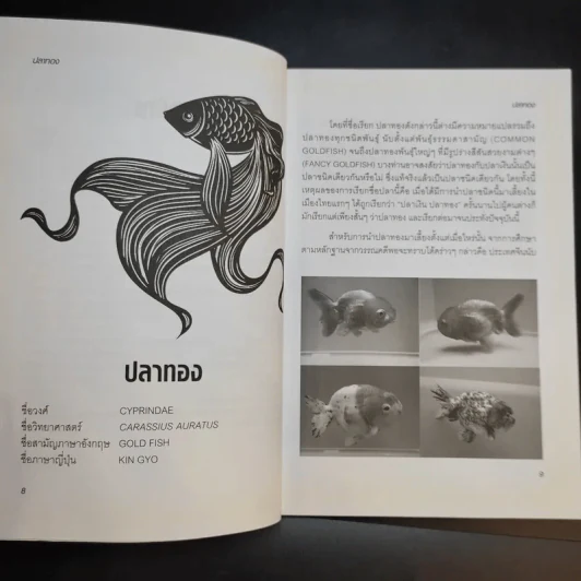 ครบเครื่องเรื่องปลาทอง รูปที่ 11