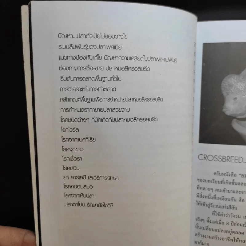ครบเครื่องเรื่องปลาหมอสี รูปที่ 12