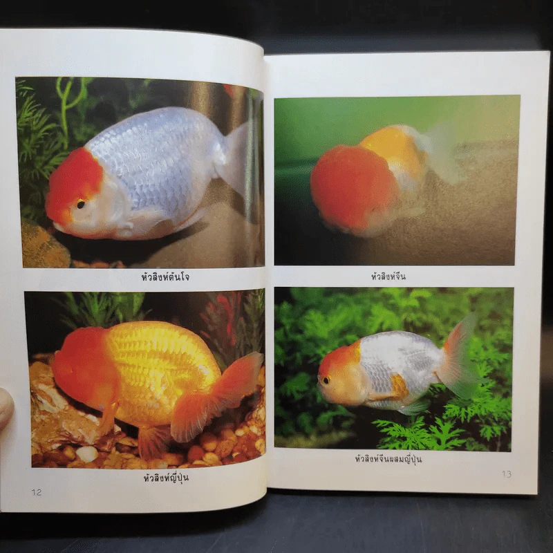 คู่มือการเลี้ยงปลาทอง - สุรศักดิ์ วงศ์กิตติเวช รูปที่ 13