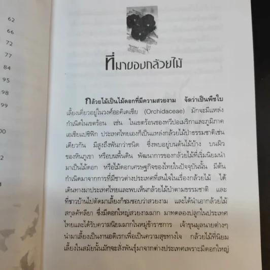 กล้วยไม้ รวมสายพันธุ์กล้วยไม้ วิธีการปลูกและการดูแลรักษาแบบมืออาชีพ รูปที่ 14