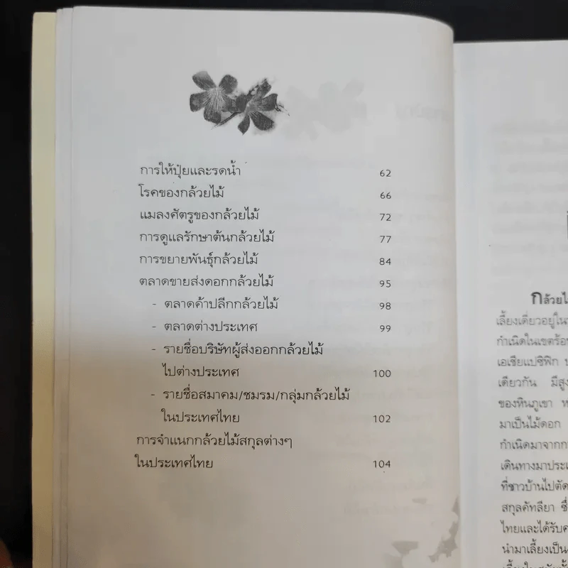 กล้วยไม้ รวมสายพันธุ์กล้วยไม้ วิธีการปลูกและการดูแลรักษาแบบมืออาชีพ รูปที่ 13