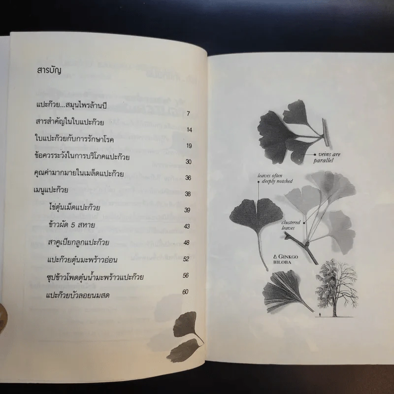 Ginkgo กิงโก ใบแปะก๊วย รวยสมอง เสริมความจำ - นพ.ปัญญา ไพศาลอนันต์ รูปที่ 10