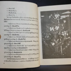 โป๊ยเซียน - ไชยา-ลาวัลย์ รูปที่ 10