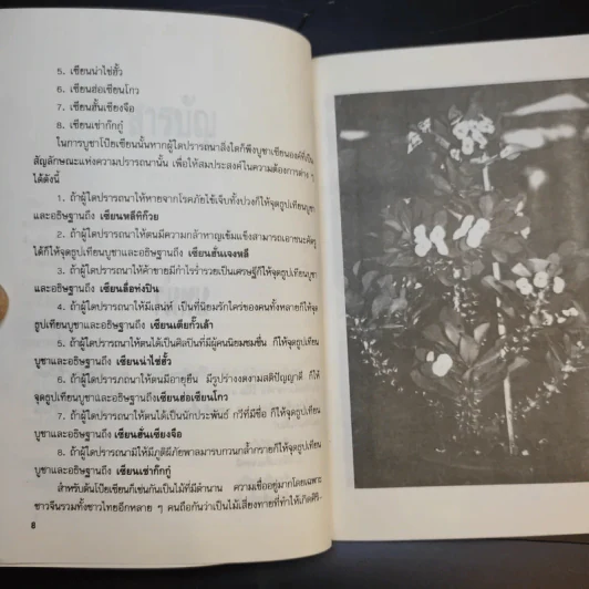 โป๊ยเซียน - ไชยา-ลาวัลย์ รูปที่ 10