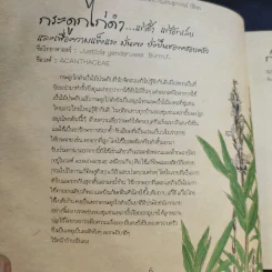เก็บป่ามาฝากเมือง - ภญ.ดร.สุภาภรณ์ ปิติพร รูปที่ 13