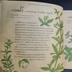 เก็บป่ามาฝากเมือง - ภญ.ดร.สุภาภรณ์ ปิติพร รูปที่ 11