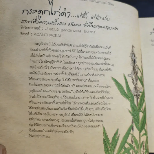 เก็บป่ามาฝากเมือง - ภญ.ดร.สุภาภรณ์ ปิติพร รูปที่ 13