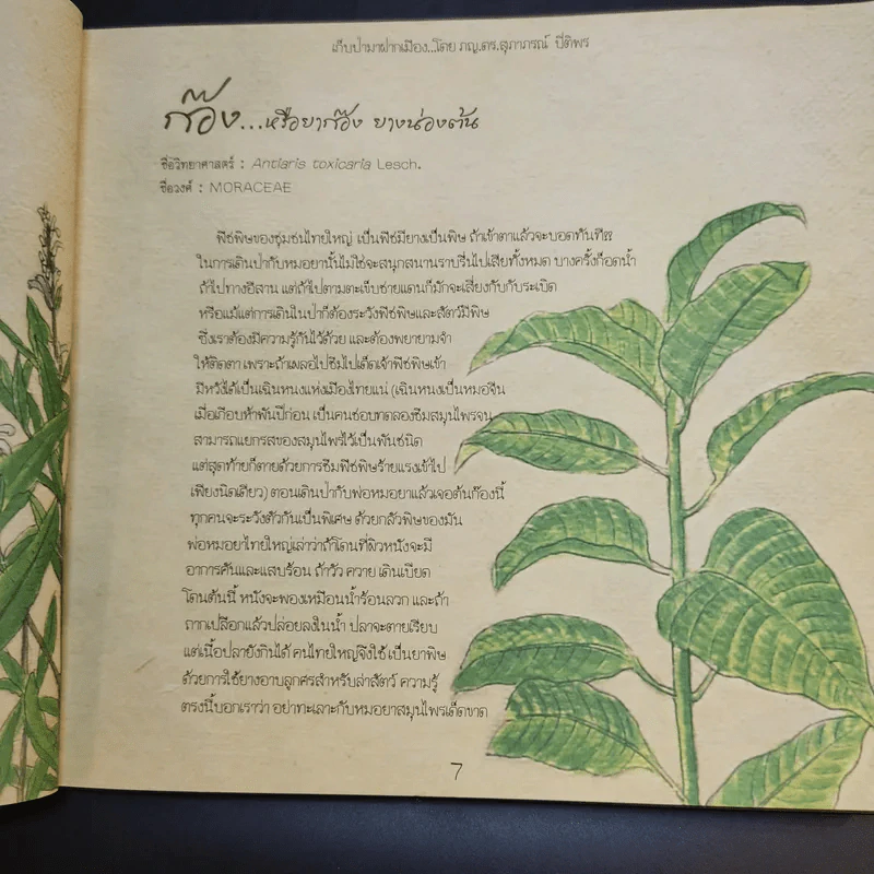 เก็บป่ามาฝากเมือง - ภญ.ดร.สุภาภรณ์ ปิติพร รูปที่ 14