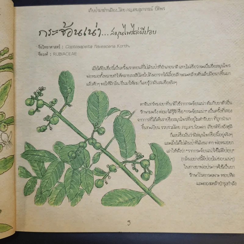 เก็บป่ามาฝากเมือง - ภญ.ดร.สุภาภรณ์ ปิติพร รูปที่ 12