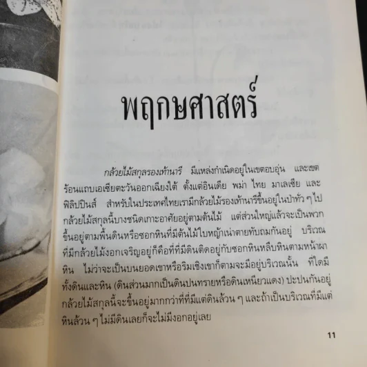 กล้วยไม้รองเท้านารี - ไชยา-ลาวัลย์ รูปที่ 11