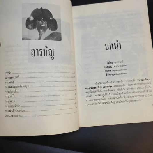 กล้วยไม้รองเท้านารี - ไชยา-ลาวัลย์ รูปที่ 10