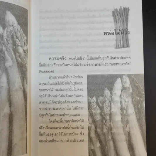 หน่อไม่ฝรั่ง Asparagus - ธนพันธุ์ จอมพิทักษ์ รูปที่ 12