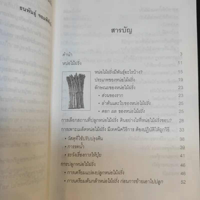 หน่อไม่ฝรั่ง Asparagus - ธนพันธุ์ จอมพิทักษ์ รูปที่ 10