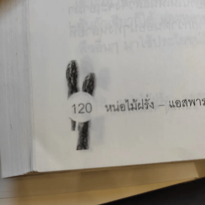 หน่อไม่ฝรั่ง Asparagus - ธนพันธุ์ จอมพิทักษ์ รูปที่ 13
