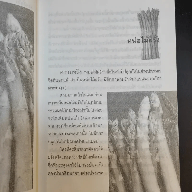 หน่อไม่ฝรั่ง Asparagus - ธนพันธุ์ จอมพิทักษ์ รูปที่ 12